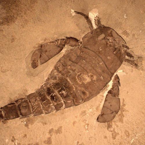 Eurypterid