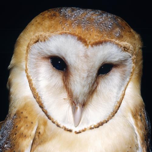 Barn Owl - Michael L. Smith Wildlife Photography
