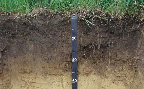 measuring soil 