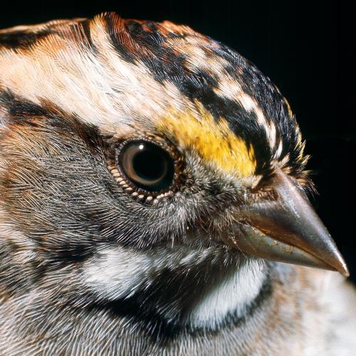 White Throated Sparrow (Photographed by Michael L. Smith)