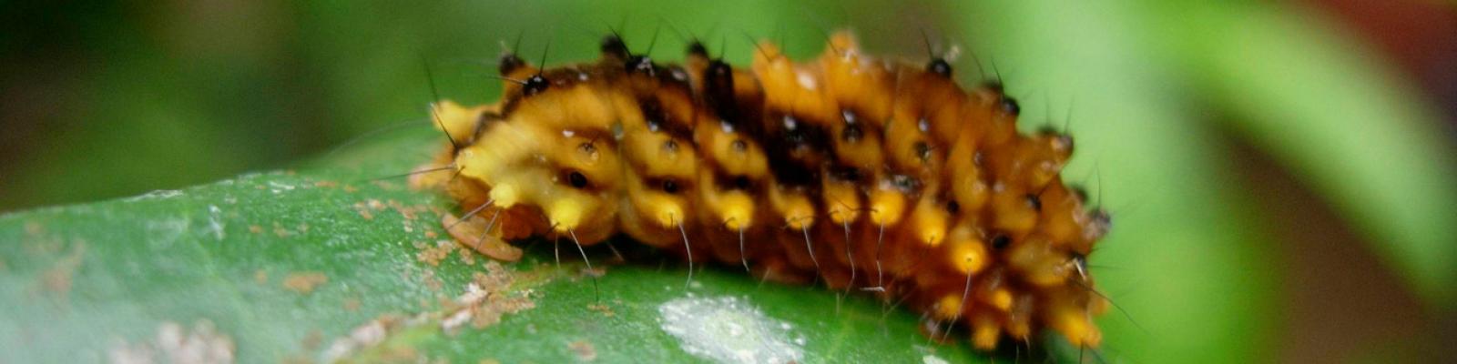 Caterpillar on a leaf