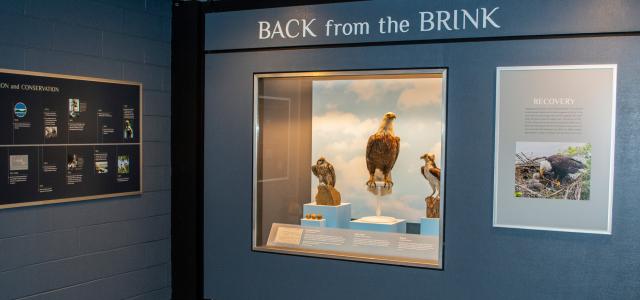 Bird Hall Extinction and Conservation Gallery